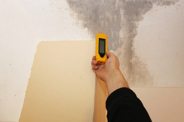 Best Basement Mold Removal  in Salamatof, AK