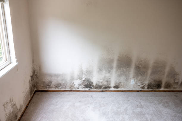 Best Biohazard Mold Removal  in Salamatof, AK