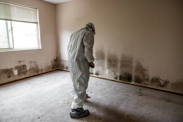 Best Comprehensive Air Testing for Mold Contaminants  in Salamatof, AK